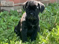 June , a female Cane Corso for sale in Tipton, IN – 2 of 4