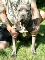 Kiara (Inport), a female Cane Corso for sale in Tipton, IN – 1 of 5