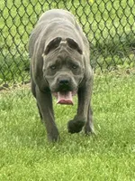 Kiara (Inport), a female Cane Corso for sale in Tipton, IN – 3 of 5