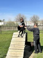 Xenia (Inport), a female Cane Corso for sale in Tipton, IN – 2 of 5