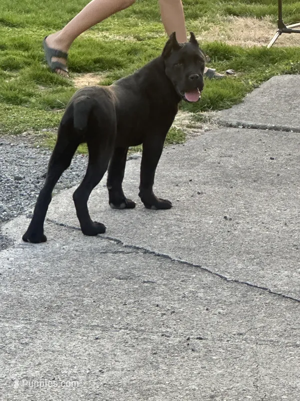 Xenia (Inport) – Cane Corso puppy for sale in Tipton, IN