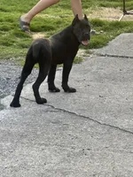 Xenia (Inport), a female Cane Corso for sale in Tipton, IN – 1 of 5