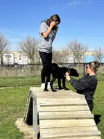 Xenia (Inport), a female Cane Corso for sale in Tipton, IN – 3 of 5