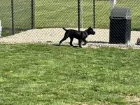 Xenia (Inport), a female Cane Corso for sale in Tipton, IN – 5 of 5