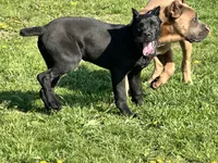 Xenia (Inport), a female Cane Corso for sale in Tipton, IN – 4 of 5