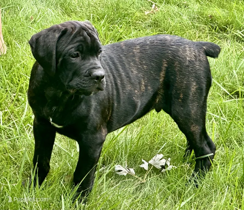 Colt  – Cane Corso puppy for sale in Tipton, IN