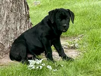Rocky , a male Cane Corso for sale in Kokomo, IN – 4 of 4