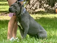 Kiara (Import), a female Cane Corso for sale in Kokomo, IN – 2 of 5
