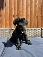 Karma , a female Cane Corso for sale in Tipton, IN – 4 of 4