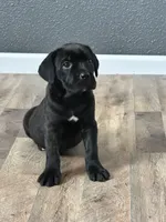 April , a female Cane Corso for sale in Tipton, IN – 1 of 2