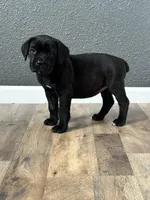 April , a female Cane Corso for sale in Tipton, IN – 2 of 2
