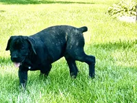 Colt , a male Cane Corso for sale in Tipton, IN – 8 of 8