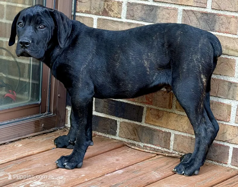 Rocky  – Cane Corso puppy for sale in Kokomo, IN