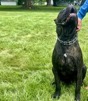 Nala (Inport , a female Cane Corso for sale in Kokomo, IN – 4 of 4