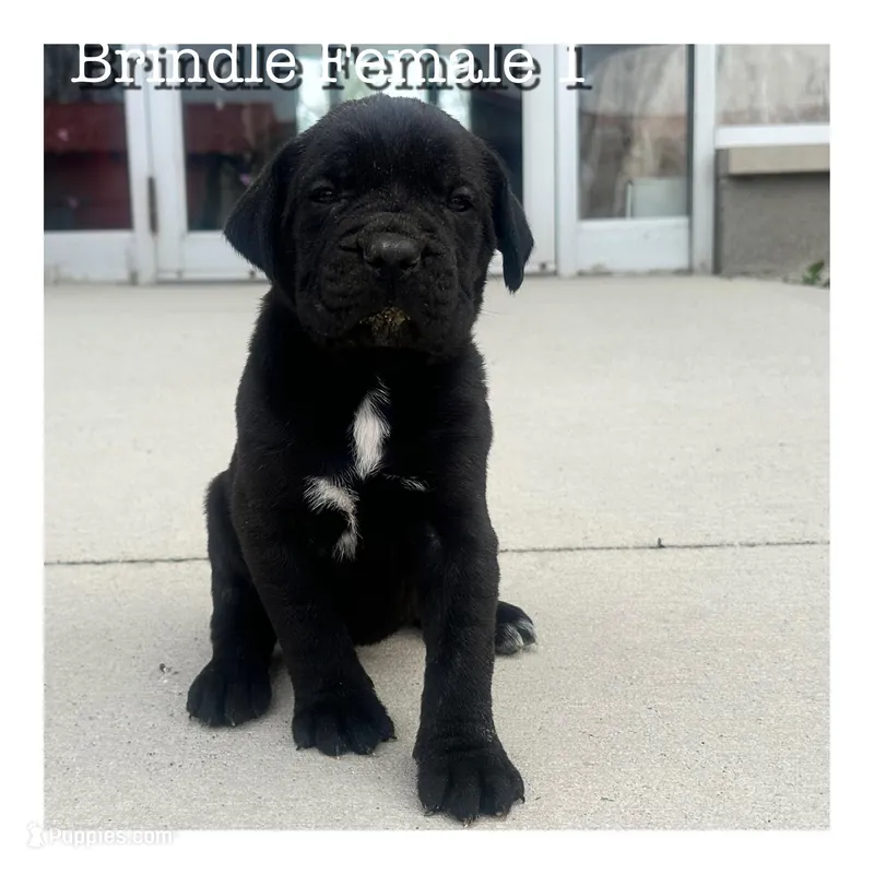 Brindle Female 1  – Cane Corso puppy for sale in Tipton, IN