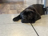 May , a female Cane Corso for sale in Tipton, IN – 1 of 2