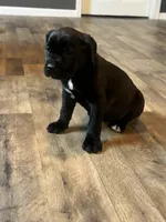 May , a female Cane Corso for sale in Tipton, IN – 2 of 2