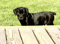 Rocky , a male Cane Corso for sale in Tipton, IN – 2 of 4