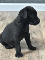 Rocky , a male Cane Corso for sale in Tipton, IN – 2 of 3