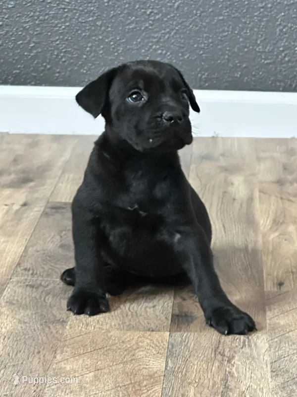 Rocky  – Cane Corso puppy for sale in Tipton, IN