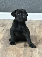 Rocky , a male Cane Corso for sale in Tipton, IN – 1 of 3