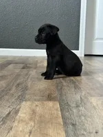 Rocky , a male Cane Corso for sale in Tipton, IN – 3 of 3