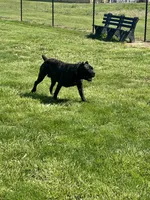 Nala (Inport , a female Cane Corso for sale in Tipton, IN – 4 of 5