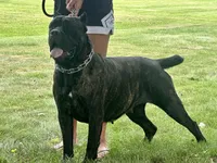 Nala (Inport , a female Cane Corso for sale in Kokomo, IN – 1 of 4