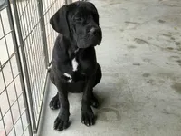 Venus , a female Cane Corso for sale in Kokomo, IN – 3 of 5