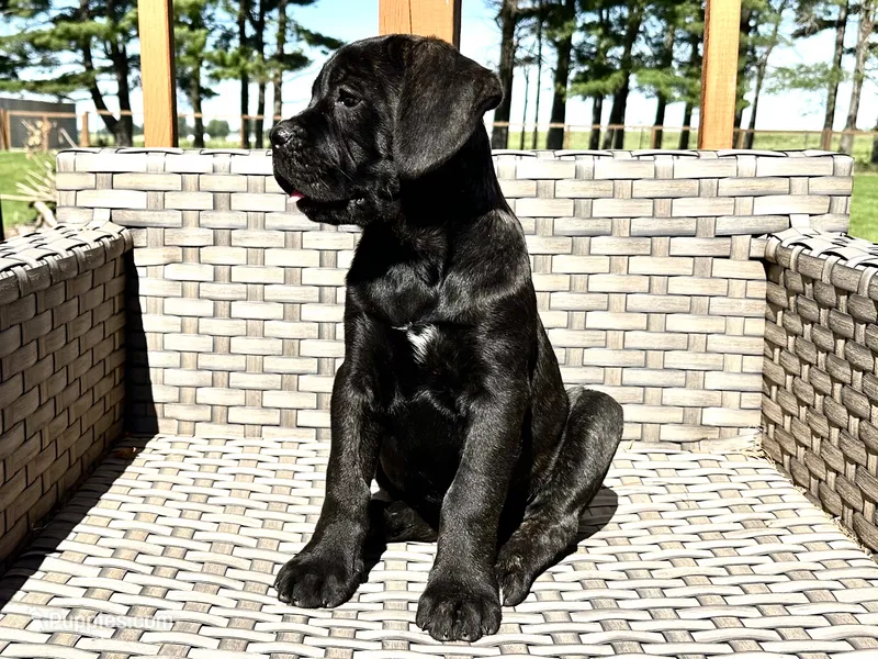 Star  – Cane Corso puppy for sale in Kokomo, IN