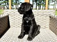 Star , a female Cane Corso for sale in Tipton, IN – 2 of 4