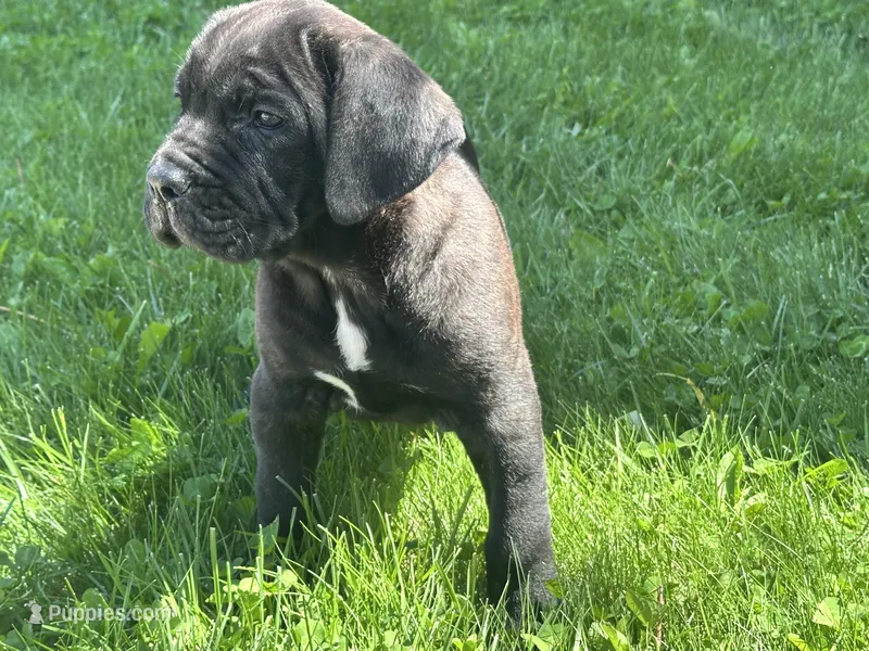 May  – Cane Corso puppy for sale in Tipton, IN