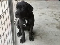 Venus , a female Cane Corso for sale in Kokomo, IN – 4 of 5