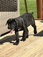 Karma , a female Cane Corso for sale in Kokomo, IN – 4 of 4