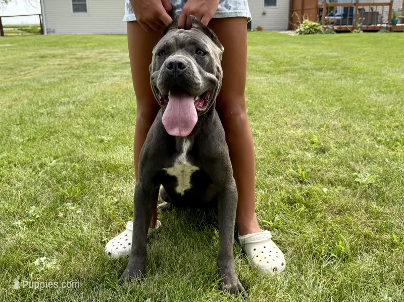 Kiara (Import) – Cane Corso puppy for sale in Kokomo, IN