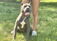 Kiara (Import), a female Cane Corso for sale in Kokomo, IN – 3 of 5