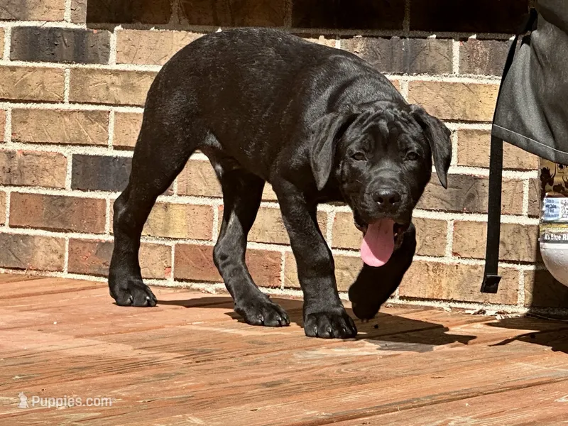 Rocky  – Cane Corso puppy for sale in Kokomo, IN