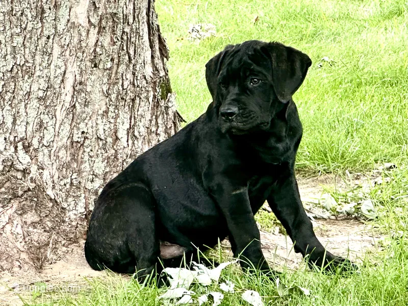 Rocky  – Cane Corso puppy for sale in Tipton, IN