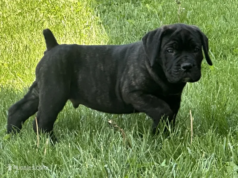 Mj – Cane Corso puppy for sale in Tipton, IN