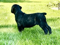 Colt , a male Cane Corso for sale in Tipton, IN – 5 of 8