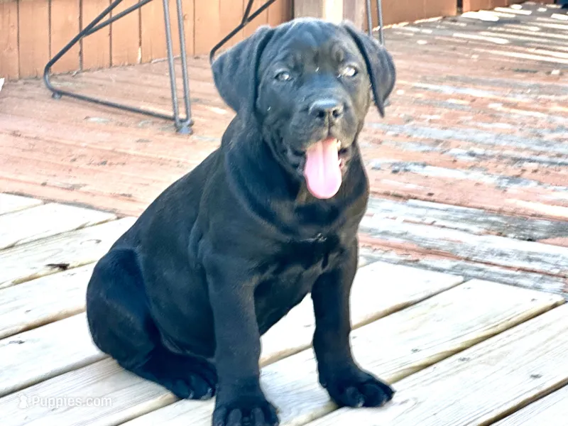 Rocky  – Cane Corso puppy for sale in Tipton, IN