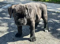 June , a female Cane Corso for sale in Tipton, IN – 1 of 4
