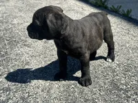June , a female Cane Corso for sale in Tipton, IN – 4 of 4