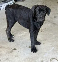 NJ , a female Cane Corso for sale in Kokomo, IN – 2 of 4