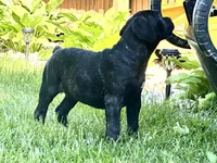 Colt , a male Cane Corso for sale in Tipton, IN – 4 of 8