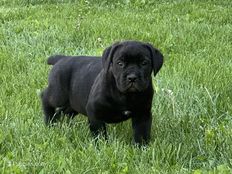 August – Cane Corso puppy for sale in Tipton, IN