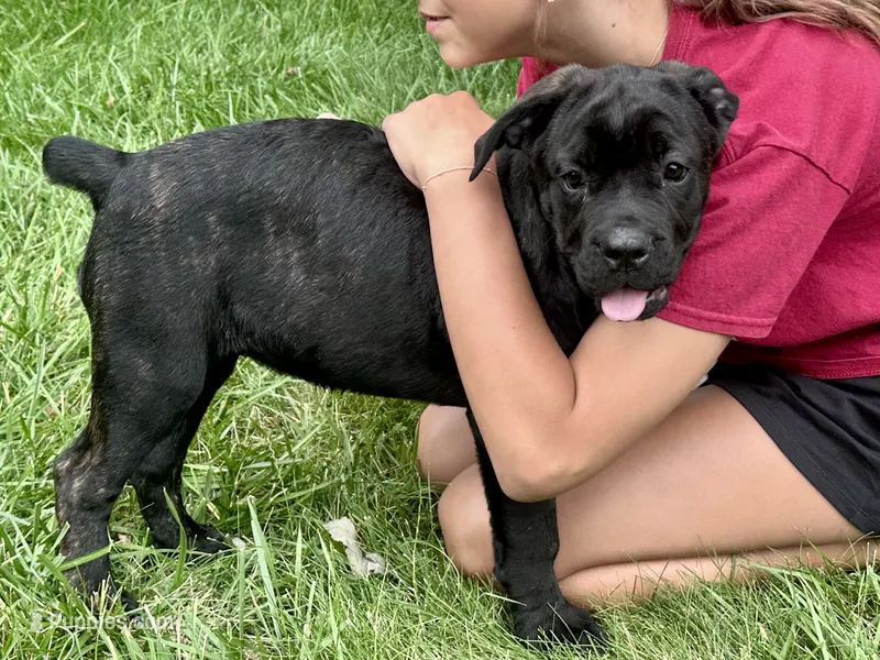 Star  – Cane Corso puppy for sale in Tipton, IN