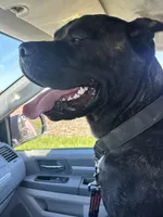 Rocky , a male Cane Corso for sale in Tipton, IN – 4 of 4