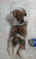 Dolly - holding for Annabelle, a female Miniature Schnauzer and Maltipoo for sale in Van Buren, AR – 8 of 10
