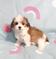Dolly, a female Miniature Schnauzer and Maltipoo for sale in Van Buren, AR – 8 of 8